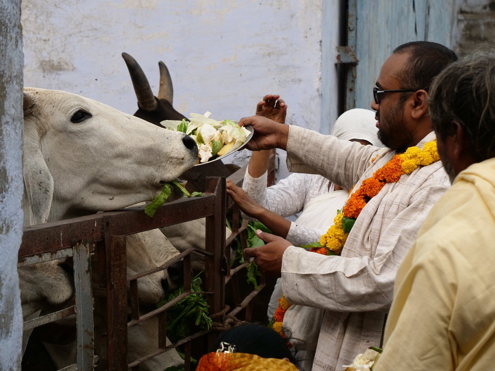  250 Gopashtami Radha kunda Govardhan 19.11.04